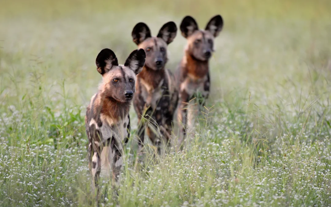 2 Day Group Safari in Majete Wildlife Reserve