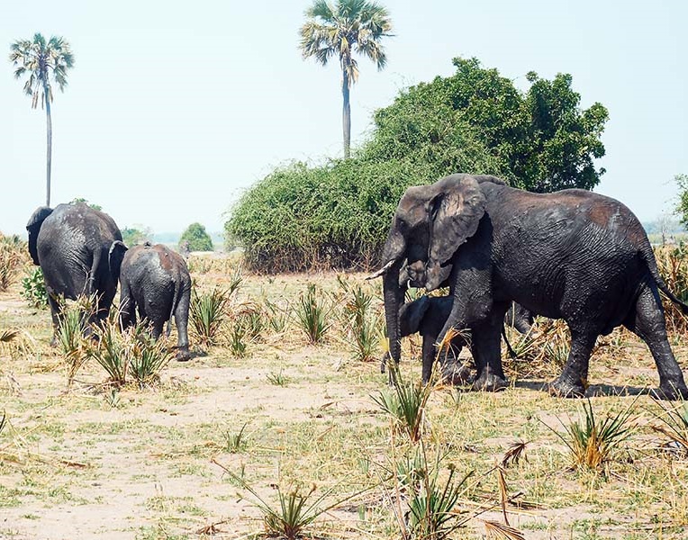 2 Day Safari in Liwonde National Park