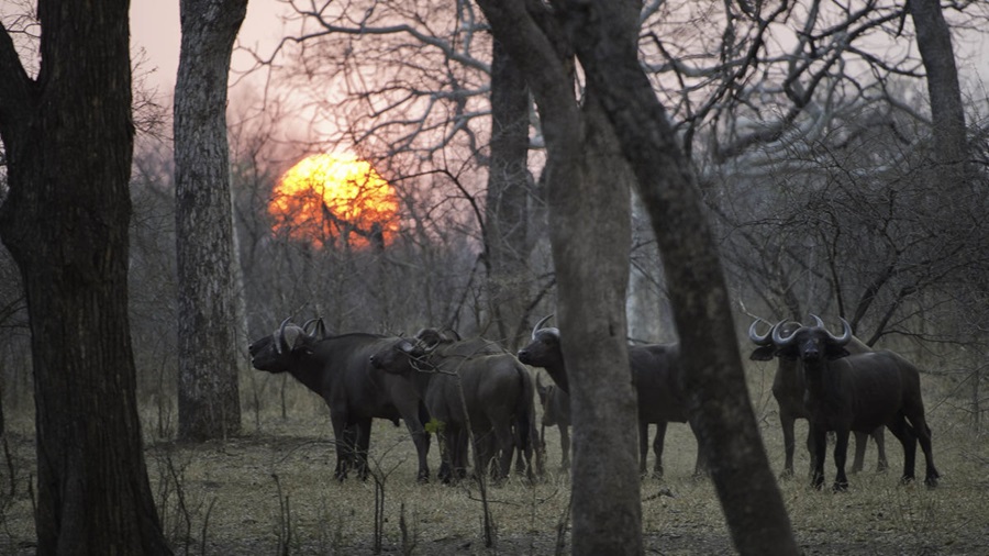 Majete Safari Tour